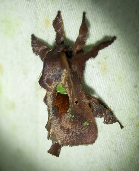 Limacodid or Slug Moth