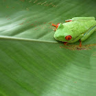 Red-eyed tree frog