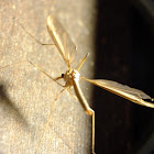 crane fly