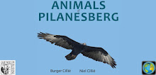 Animals of Pilansberg APK