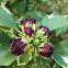 Rose of Sharon 'Purpureus variegatus'