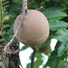 Cannonball Fruit