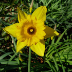 Narciso. Daffodil