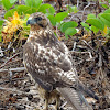 Galapagos hawk (juvenile)