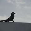 great tailed grackle