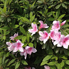 azalea (many colors, mostly pinks, purples, whites, and some red)