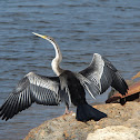 Australian Darter