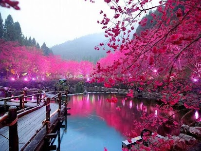 How to install Sakura Flowers Live Wallpaper lastet apk for pc