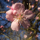 Pink almond tree