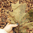 Red oak leaf