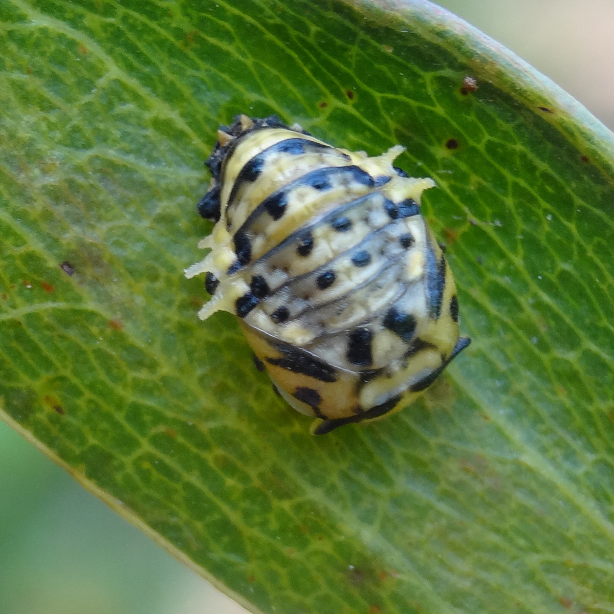 Coccinellidae pupa
