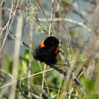 Red-Backed Fairy-Wren