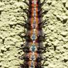 Gulf Fritallary Larvae
