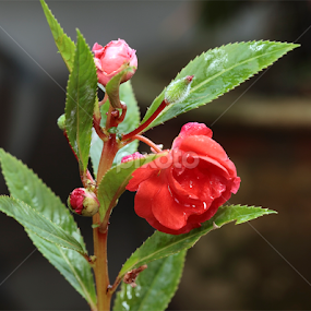 Still Life by Ellmok Mokh - Flowers Single Flower