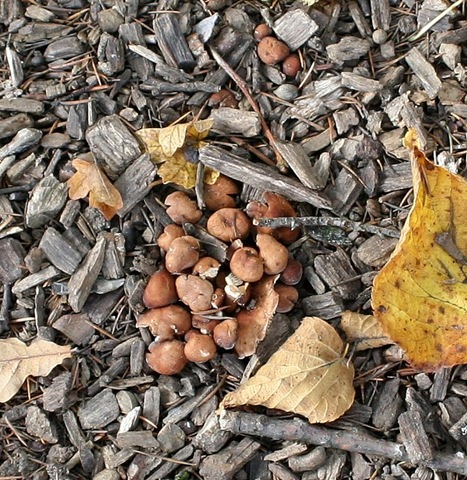 [fungi[10].jpg]