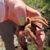 Texas brown tarantula
