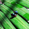 Metallic Blue Ladybird