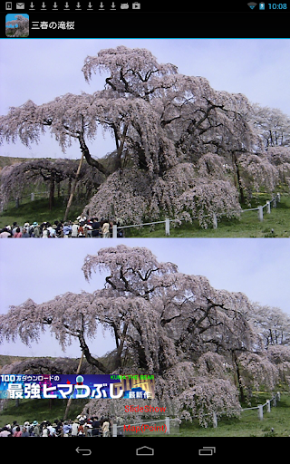 福島県 三春の滝桜 JP0044