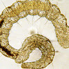 Microscopic Bristle Worm