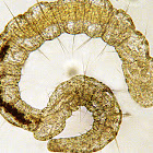 Microscopic Bristle Worm