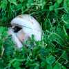 field mushroom, Wiesenchampion