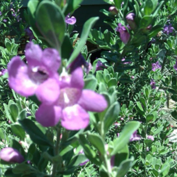Green Cloud Texas Sage. Cenizo Project Noah