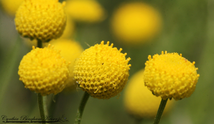 Globe Chamomile