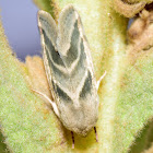 Tobacco Budworm Moth