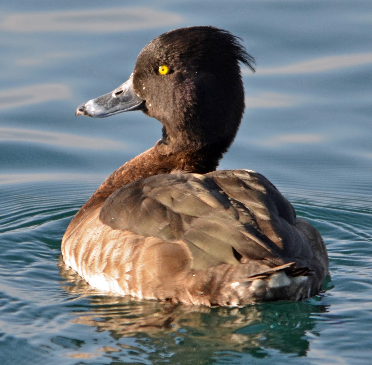 Tufted duck (female)