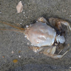 Masked Crab