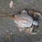 Masked Crab