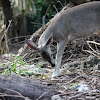 Yucatan White-tailed Deer ( female)