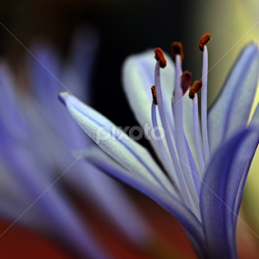 by Sina Moh - Flowers Flower Gardens