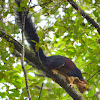 Oriental giant squirrels, Indian giant squirrel, or Malabar giant squirrel,