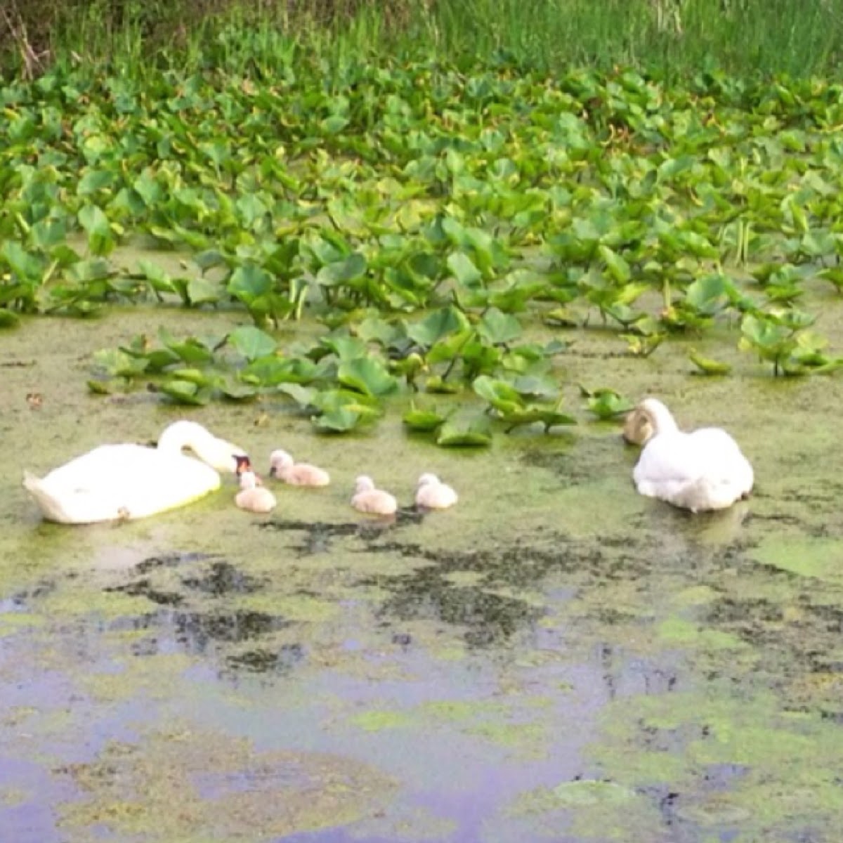 Mute swan Project Noah