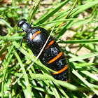 Escarabajo aceitero