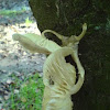 porcelain fungus