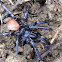 California Trapdoor Spider