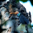 Red-knobbed Hornbill