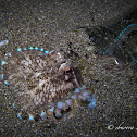 Coconut Octopus, Veined Octopus