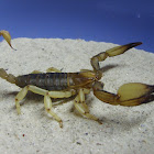 opistophalmus scorpion
