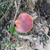 Beefsteak polypore mushroom