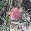 Beefsteak polypore mushroom