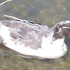 Domestic Duck hybrid