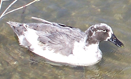 Domestic Duck hybrid