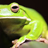 White-lipped Tree Frog