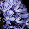African lily