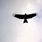 Black Kite (Pariah Kite)