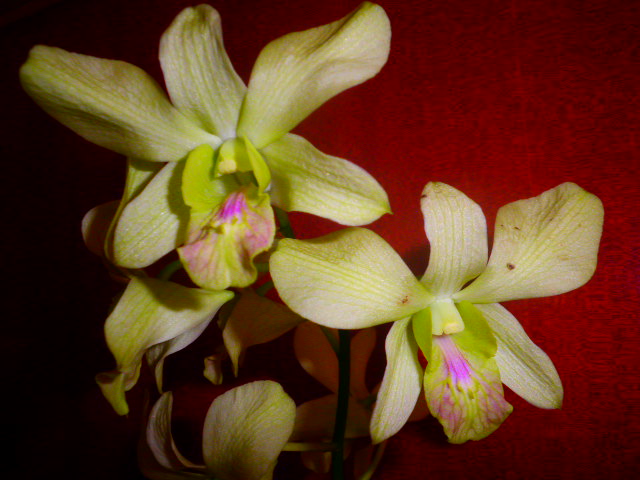 dendrobium orchid...