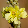 Great or Common Mullein